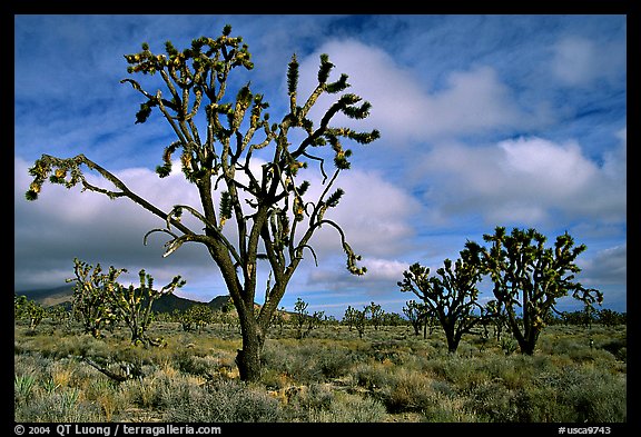 Joshua Trees. Mojave National Preserve, California, USA (color)