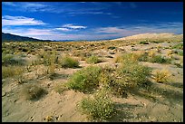 Bushes and Kelso Dunes. Mojave National Preserve, California, USA