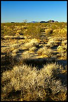 Desert grasslands. Mojave National Preserve, California, USA (color)