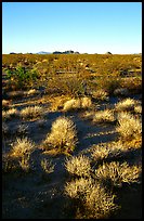 Sage bushes on flats. Mojave National Preserve, California, USA