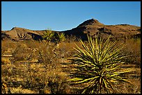 High desert landscape. Mojave National Preserve, California, USA ( color)