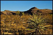 High desert landscape. Mojave National Preserve, California, USA