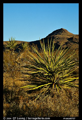 Yuccas and Cima Mountains. Mojave National Preserve, California, USA (color)