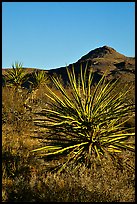 Yuccas and Cima Mountains. Mojave National Preserve, California, USA