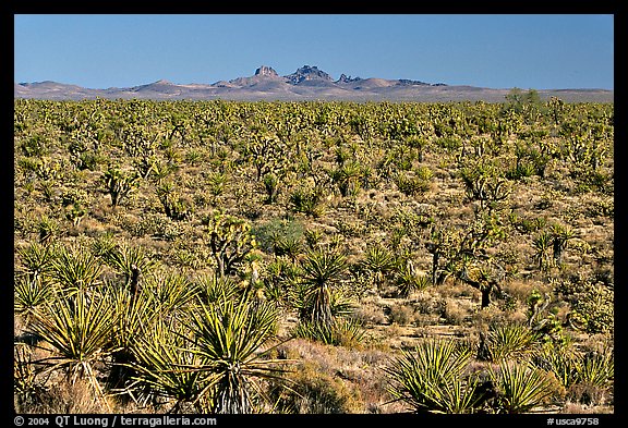 Joshua Trees and Cima Mountains. Mojave National Preserve, California, USA