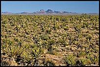 Joshua Trees and Cima Mountains. Mojave National Preserve, California, USA (color)