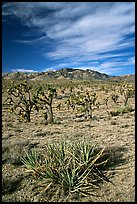 Yuccas, Joshua Trees and Cima Mountains. Mojave National Preserve, California, USA