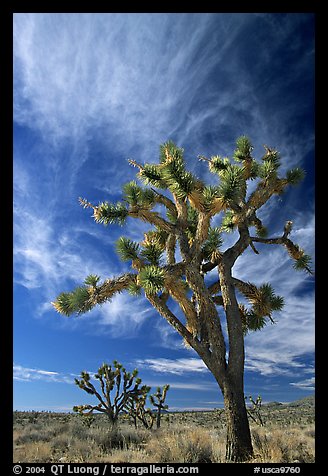 Joshua Trees and clouds. Mojave National Preserve, California, USA