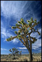 Joshua Trees and clouds. Mojave National Preserve, California, USA (color)