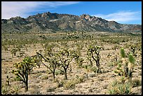 Joshua Trees and Cima Mountains. Mojave National Preserve, California, USA