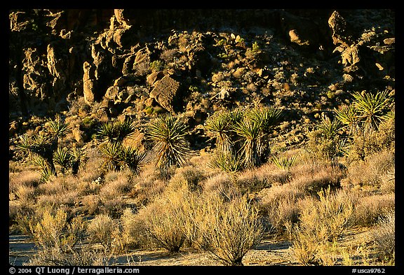 Desert plants and rock formations, Hole-in-the-Wall. Mojave National Preserve, California, USA (color)