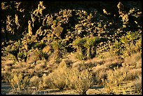 Desert plants and rock formations, Hole-in-the-Wall. Mojave National Preserve, California, USA