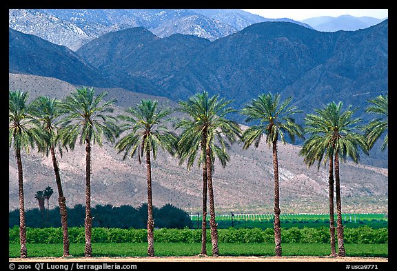 Palm trees and fields in oasis, Imperial Valley. California, USA (color)