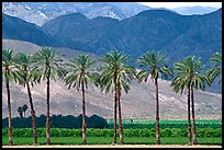 Palm trees and fields in oasis, Imperial Valley. California, USA