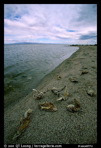 Dead fish on the shores of Salton Sea. California, USA