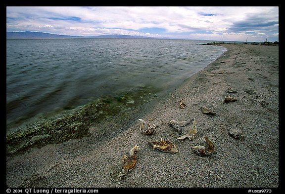 Dead fish on the shores of Salton Sea. California, USA (color)