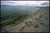 Dead fish on the shores of Salton Sea. California, USA