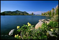 Flowers on the edge of Frog Lake, afternoon. Mokelumne Wilderness, Eldorado National Forest, California, USA ( color)