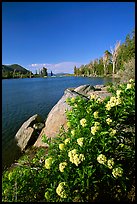 Flowers on the edge of Frog Lake. Mokelumne Wilderness, Eldorado National Forest, California, USA