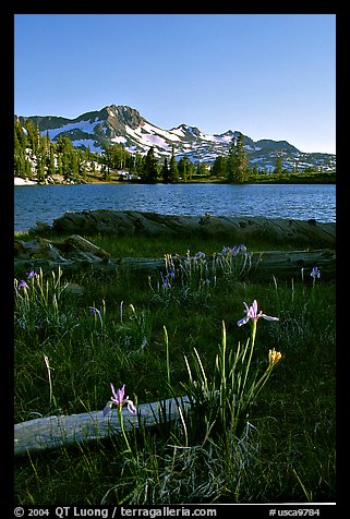 Wild Iris and Frog Lake, afternoon. Mokelumne Wilderness, Eldorado National Forest, California, USA (color)