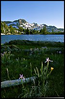 Wild Iris and Frog Lake, afternoon. Mokelumne Wilderness, Eldorado National Forest, California, USA ( color)