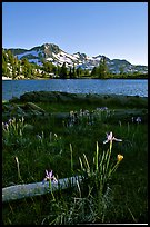 Wild Iris and Frog Lake, afternoon. Mokelumne Wilderness, Eldorado National Forest, California, USA