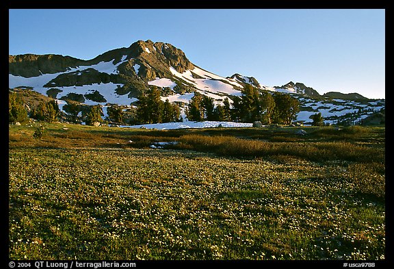 Meadow carpeted with flowers below Round Top Mountain. Mokelumne Wilderness, Eldorado National Forest, California, USA