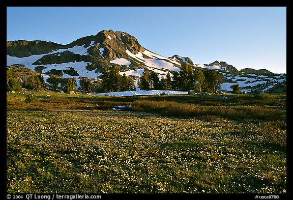 Meadow carpeted with flowers below Round Top Mountain. Mokelumne Wilderness, Eldorado National Forest, California, USA (color)