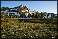 Meadow carpeted with flowers below Round Top Mountain. Mokelumne Wilderness, Eldorado National Forest, California, USA