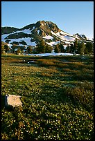 Meadow carpeted with flowers below Round Top Peak. Mokelumne Wilderness, Eldorado National Forest, California, USA (color)