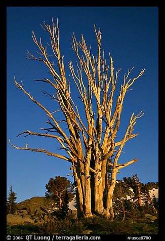 Standing tree squeleton. Mokelumne Wilderness, Eldorado National Forest, California, USA