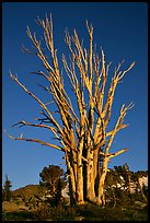 Standing tree squeleton. Mokelumne Wilderness, Eldorado National Forest, California, USA (color)