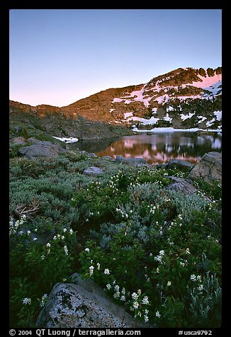 Flowers near Winnemucca Lake, sunset. Mokelumne Wilderness, Eldorado National Forest, California, USA