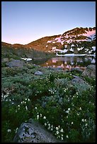 Flowers near Winnemucca Lake, sunset. Mokelumne Wilderness, Eldorado National Forest, California, USA (color)