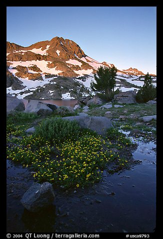 Flowers and Round Top Mountain, sunrise. Mokelumne Wilderness, Eldorado National Forest, California, USA (color)