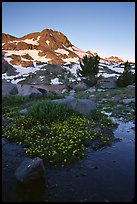 Flowers and Round Top Mountain, sunrise. Mokelumne Wilderness, Eldorado National Forest, California, USA