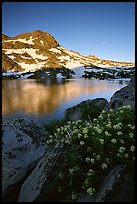 Flowers, Winnemucca Lake,  and Round Top Peak, sunrise. Mokelumne Wilderness, Eldorado National Forest, California, USA (color)