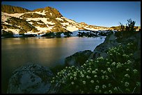 Flowers, Winnemucca Lake,  and Round Top Mountain, sunrise. Mokelumne Wilderness, Eldorado National Forest, California, USA