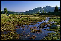 Flooded Meadow, early morning. Mokelumne Wilderness, Eldorado National Forest, California, USA