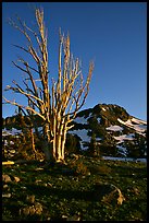 Standing tree squeleton and Round Top Peak. Mokelumne Wilderness, Eldorado National Forest, California, USA (color)