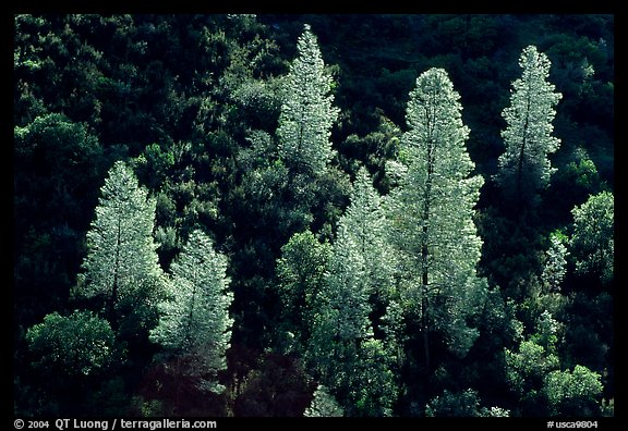 Backlit trees in the spring, Merced River gorge, Sierra National Forest. California, USA