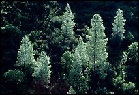 Backlit trees in the spring, Merced River gorge, Sierra National Forest. California, USA