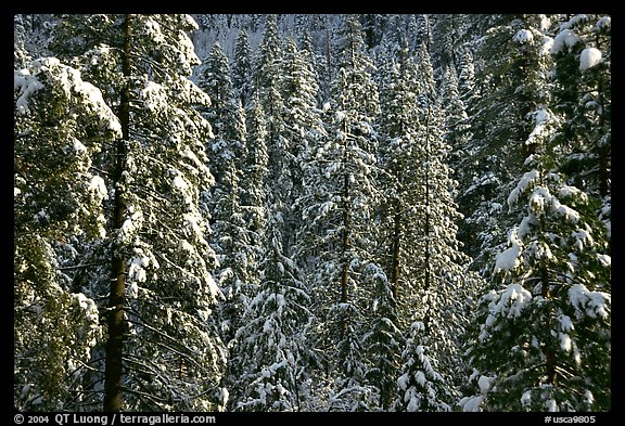 Snowy pine trees, Eldorado National Forest. California, USA