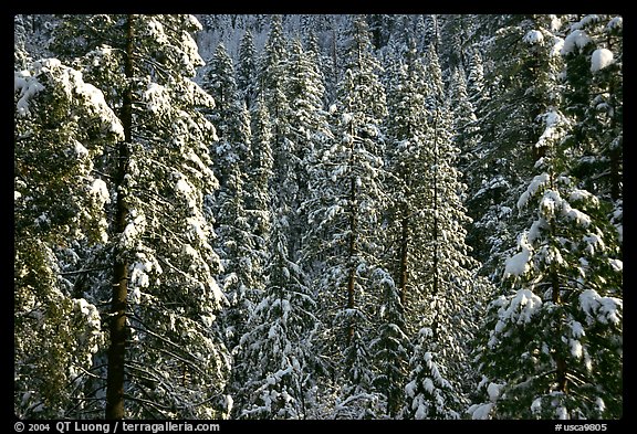 Pine trees with fresh snow, Eldorado National Forest. California, USA