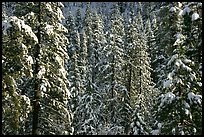 Snowy pine trees, Eldorado National Forest. California, USA