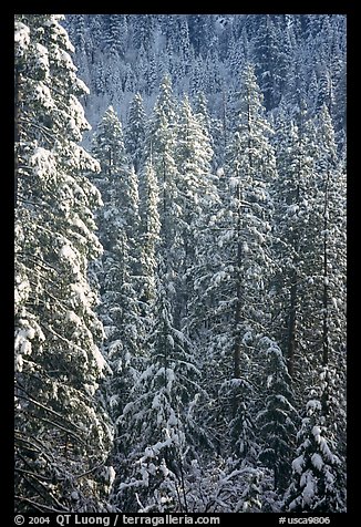 Pine trees with fresh snow, Eldorado National Forest. California, USA