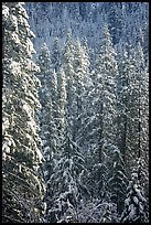 Pine trees with fresh snow, Eldorado National Forest. California, USA (color)