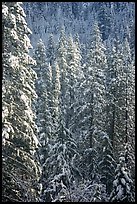 Pine trees with fresh snow, Eldorado National Forest. California, USA