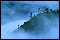 Trees and ridge in fog,  Stanislaus  National Forest. California, USA ( color)