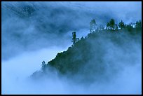 Trees and ridge in fog,  Stanislaus  National Forest. California, USA (color)